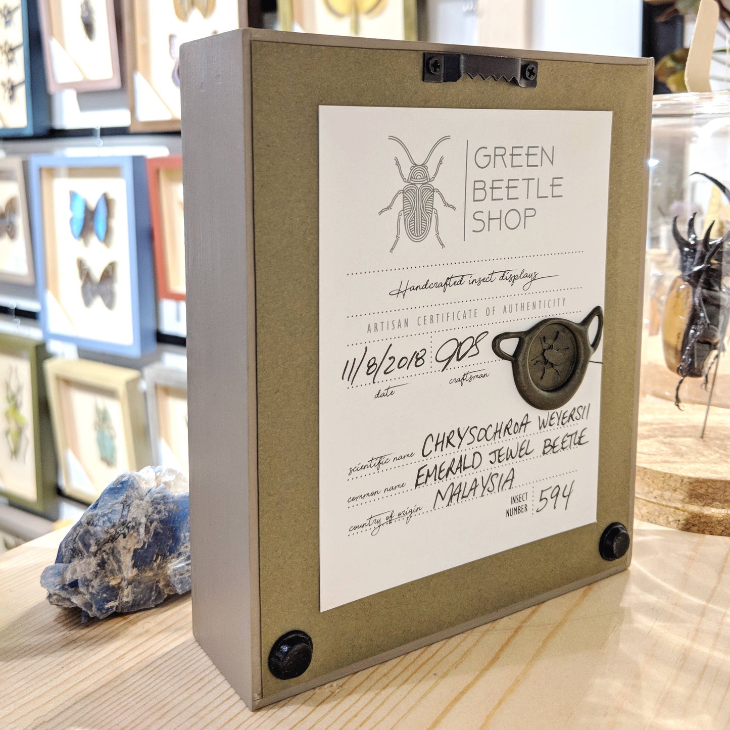 Giant Leaf Insect Shadowbox