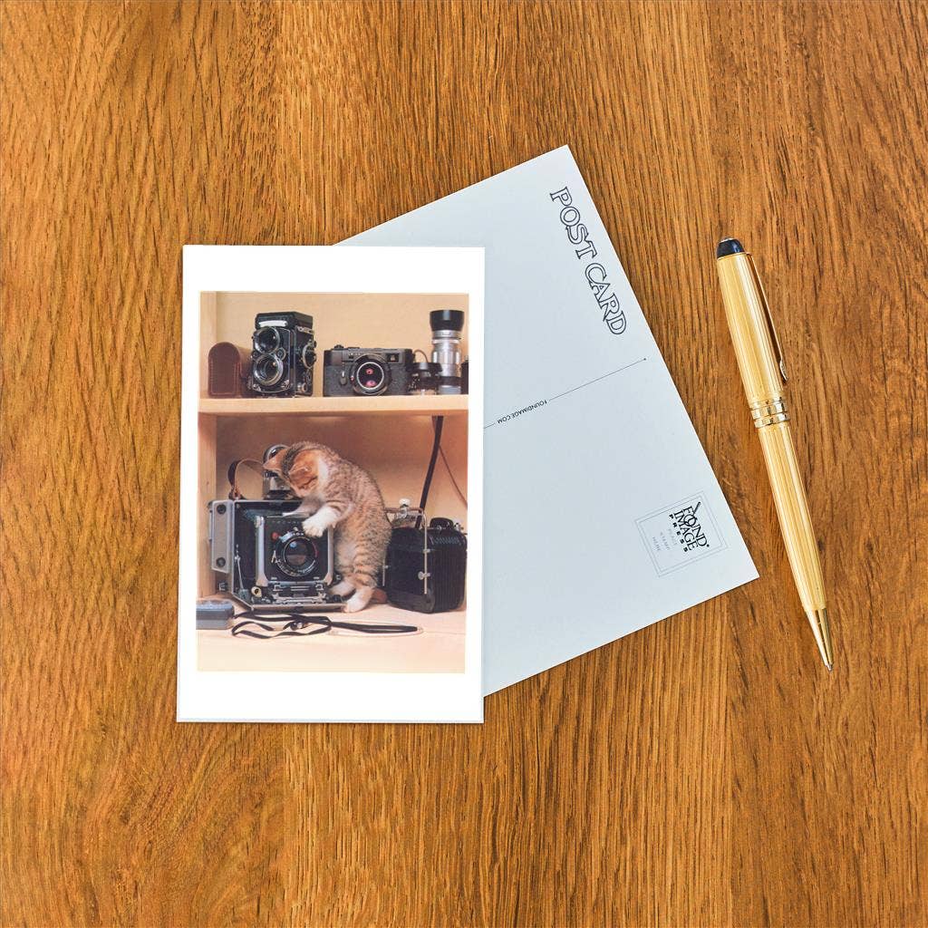 Postcard PH-288 Kitten with Cameras