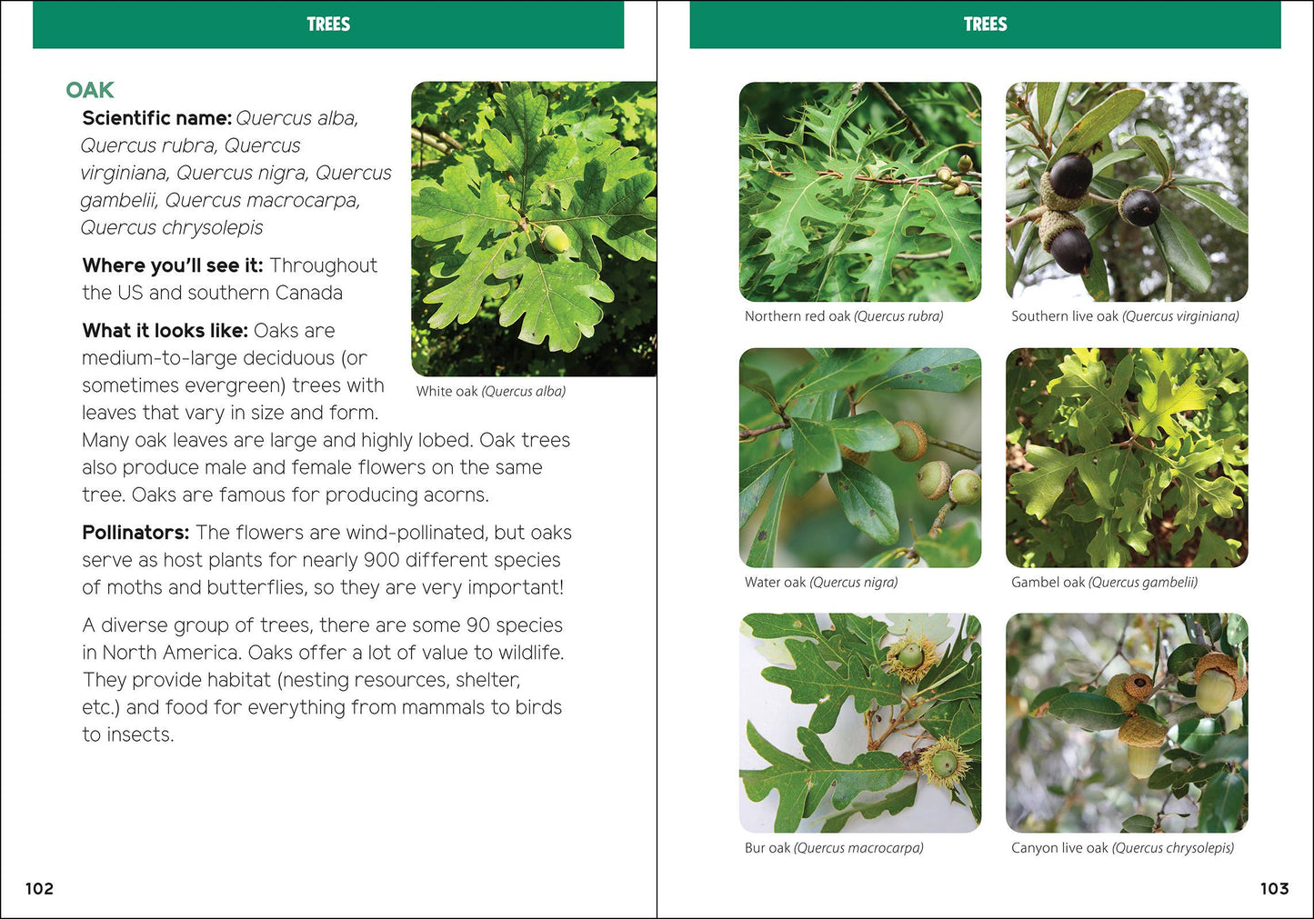 Pollinators & Native Plants for Kids