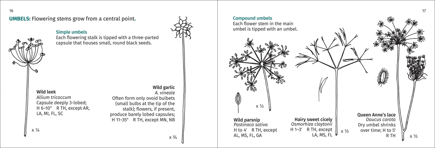 Winter Weed Finder 2nd Edition (Paperback)