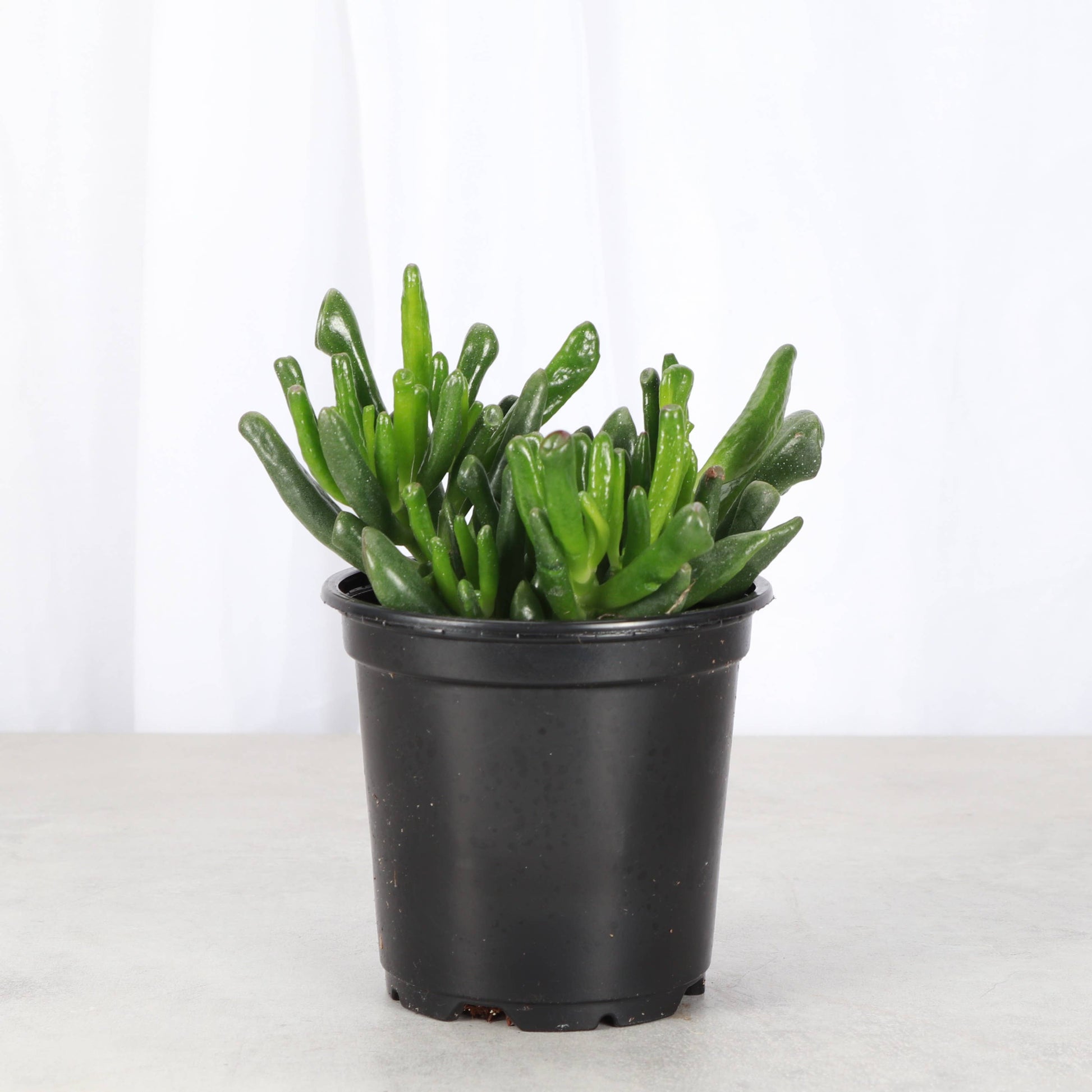 Ogre Ears Jade Plant