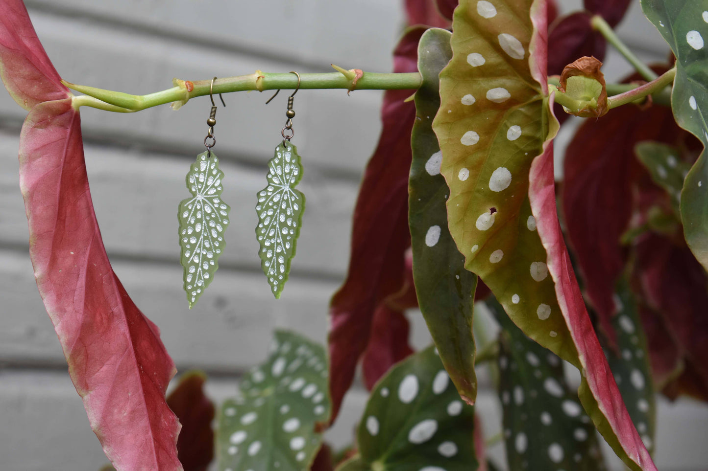 Polka Dot Begonia Earrings
